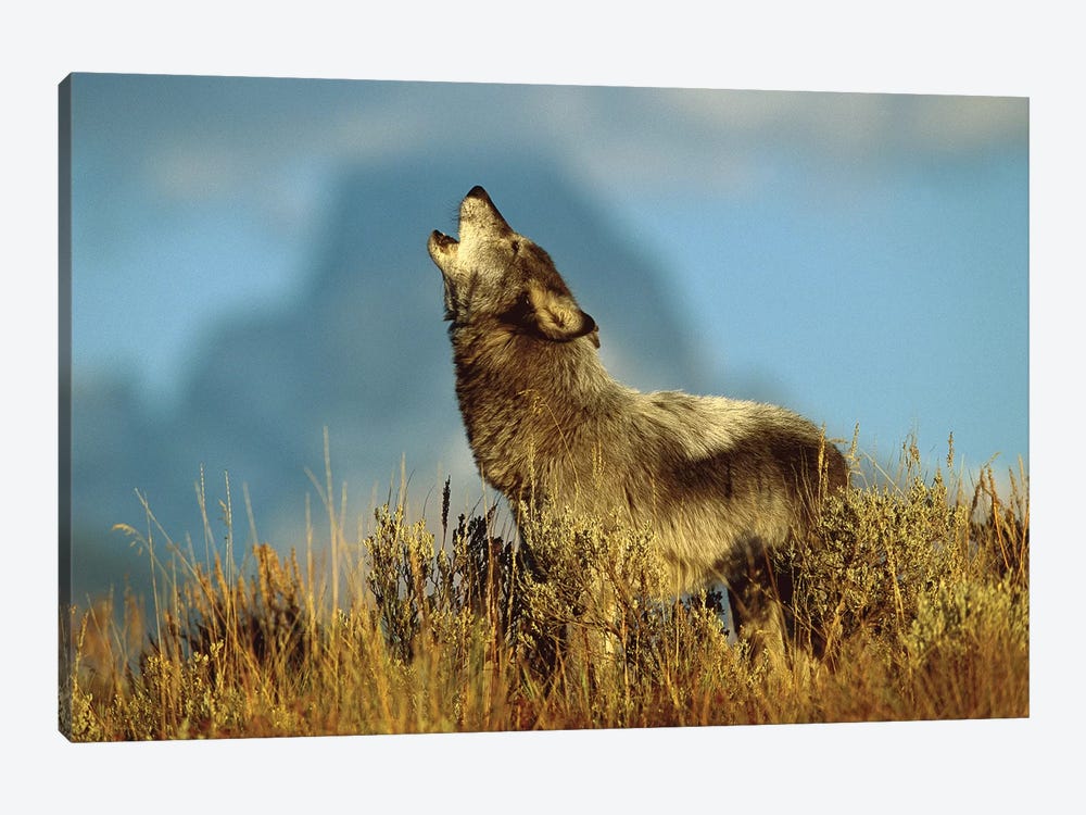 Timber Wolf Adult Howling, Teton Valley, Idaho by Tom Vezo 1-piece Canvas Artwork