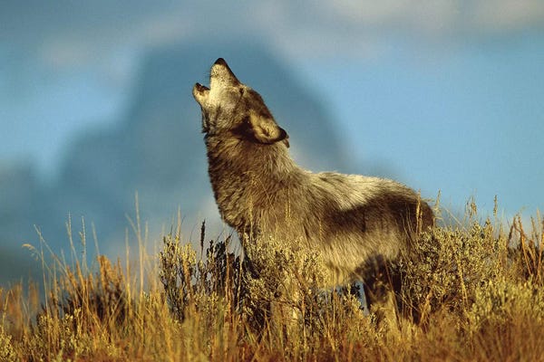 Idaho: Timber Wolf Adult Howling, Teton Valley, Idaho by Tom Vezo