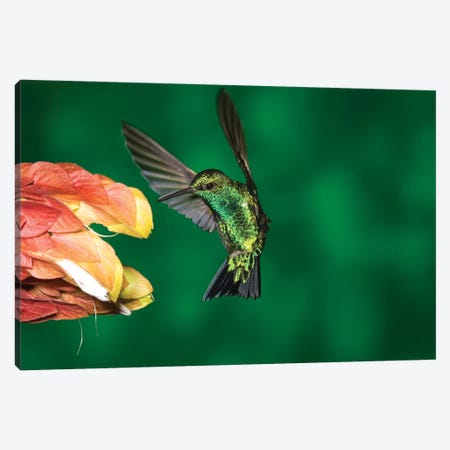 Western Emerald Hummingbird Feeding On Flower, Andes, Ecuador Canvas Print #VZO23} by Tom Vezo Art Print