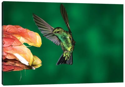 Western Emerald Hummingbird Feeding On Flower, Andes, Ecuador Canvas Art Print - Tom Vezo