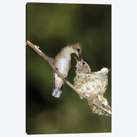 Black-Chinned Hummingbird Parent Feeding Chick In Nest, North America Canvas Print #VZO3} by Tom Vezo Canvas Print