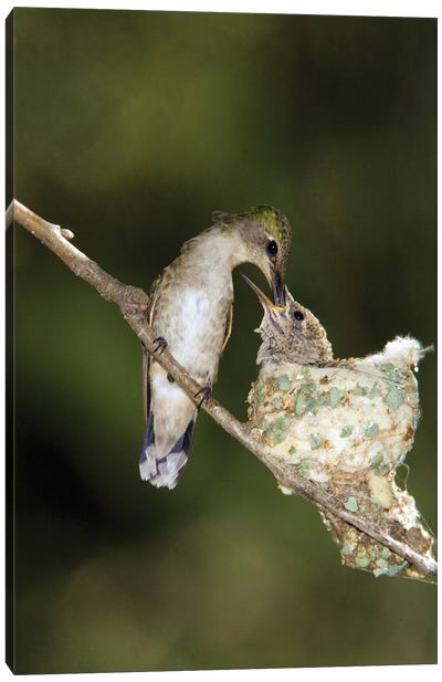 Black-Chinned Hummingbird Parent Feeding Chick In Nest, North America Canvas Art Print - Tom Vezo