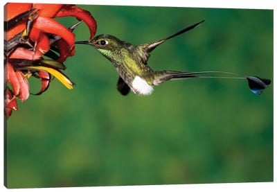 Booted Racket-Tail Hummingbird Male Feeding At Flower, Western Slope Of Andes, Ecuador Canvas Art Print - Tom Vezo