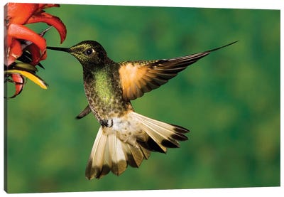 Buff-Tailed Coronet Hummingbird Feeding On Flower, Andes, Ecuador I Canvas Art Print - Tom Vezo