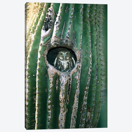 Ferruginous Pygmy Owl Adult Peering Out From Nest Hole In Saguaro Cactus, Altar Valley, Arizona Canvas Print #VZO9} by Tom Vezo Canvas Art Print