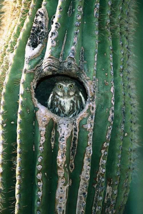 Ferruginous Pygmy Owl Adult Peering Out From Nest Hole In Saguaro Cactus, Altar Valley, Arizona