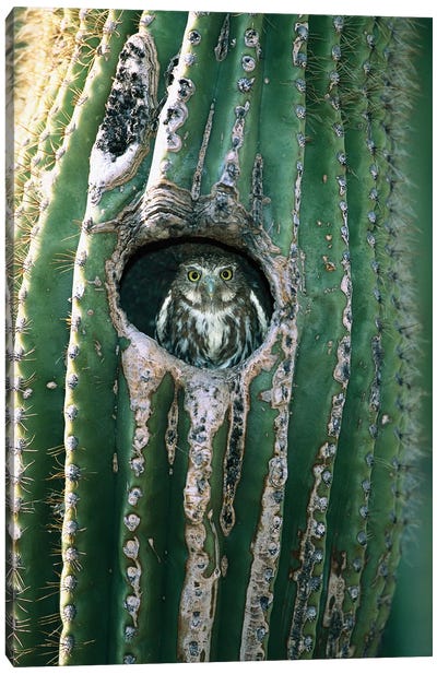 Ferruginous Pygmy Owl Adult Peering Out From Nest Hole In Saguaro Cactus, Altar Valley, Arizona Canvas Art Print - Tom Vezo