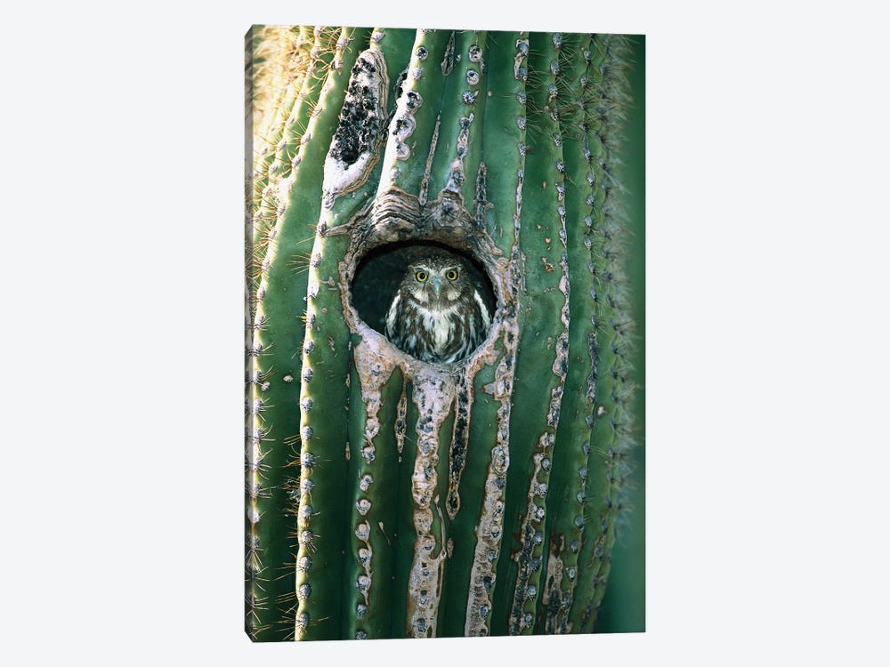 Ferruginous Pygmy Owl Adult Peering Out From Nest Hole In Saguaro Cactus, Altar Valley, Arizona by Tom Vezo 1-piece Canvas Artwork