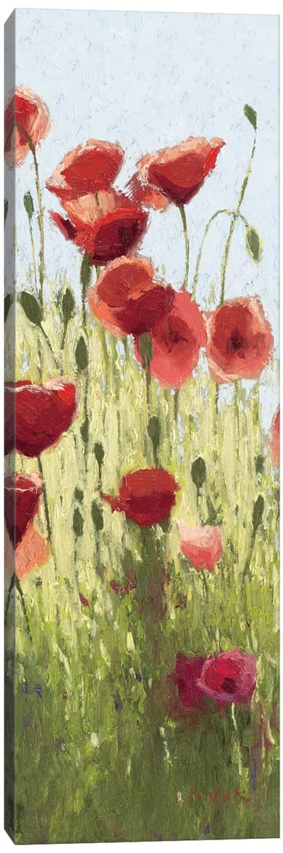 Mountain Poppies I Canvas Art Print - Poppy Art