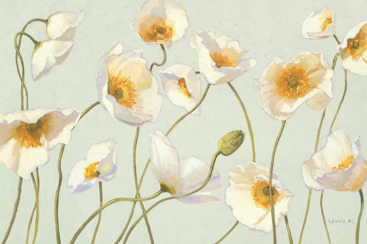 White and Bright Poppies 