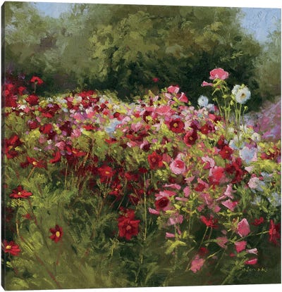 46 Cosmos Garden II Canvas Art Print - Garden & Floral Landscape Art