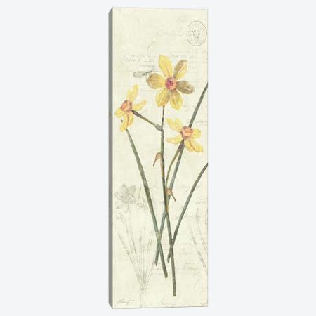 Daffodil Panel Canvas Print #WAC1614} by Wild Apple Portfolio Art Print