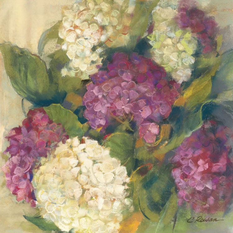 Hydrangea Delight I