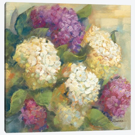 Hydrangea Delight II Canvas Print #WAC1647} by Carol Rowan Canvas Artwork