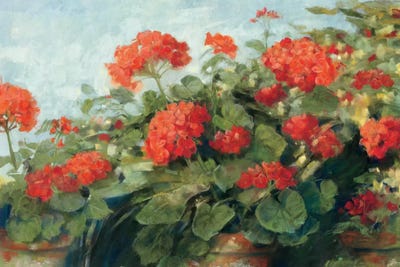 Geraniums