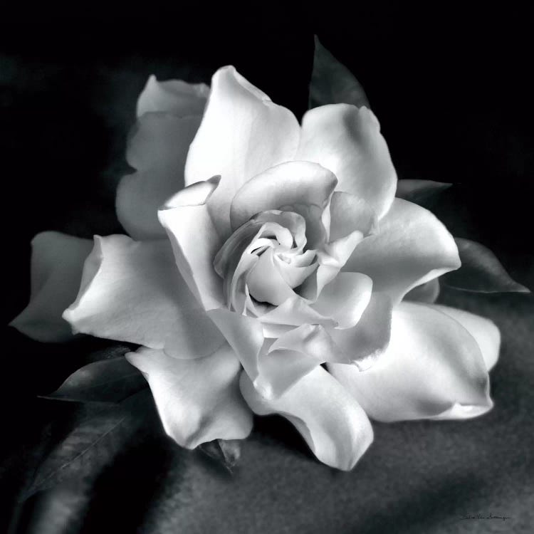 Gardenia