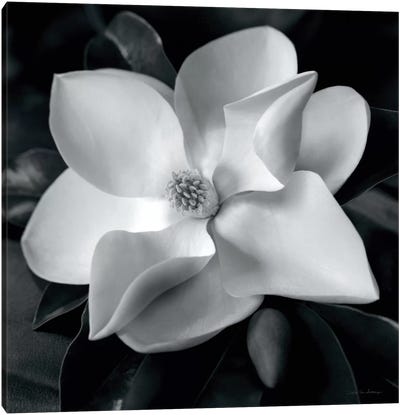 Magnolia Canvas Art Print - Macro Photography
