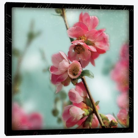 Quince Blossoms III Canvas Print #WAC1830} by Sue Schlabach Canvas Artwork