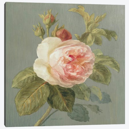 Heirloom Pink Rose Canvas Print #WAC183} by Danhui Nai Canvas Print