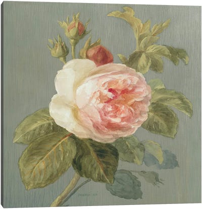 Heirloom Pink Rose Canvas Art Print - Spring Color Refresh