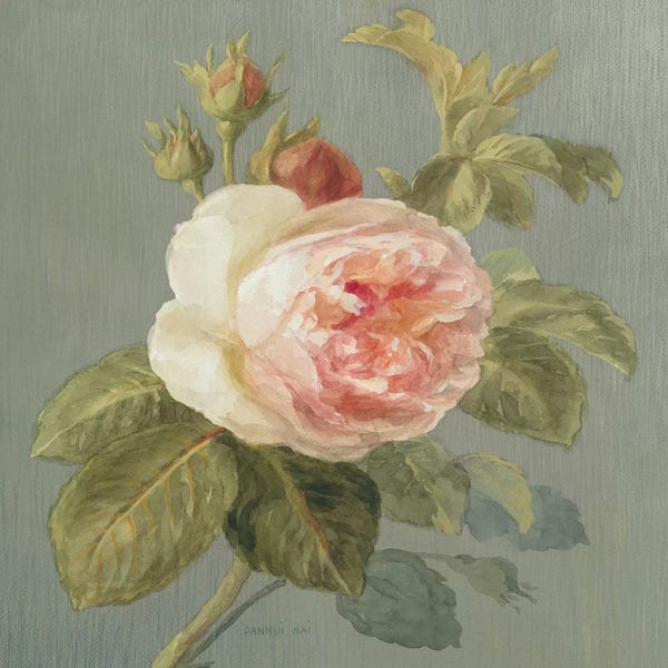 Danhui Nai: Heirloom Pink Rose by Danhui Nai