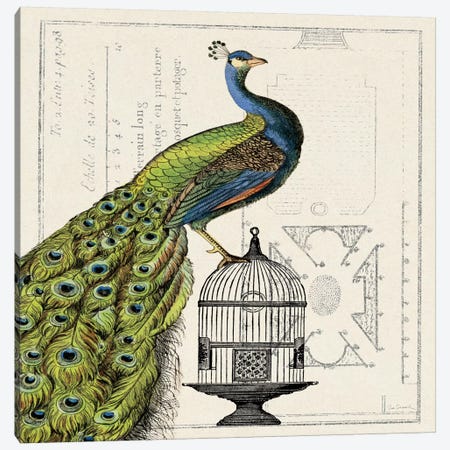 Peacock Birdcage I  Canvas Print #WAC1843} by Sue Schlabach Canvas Print