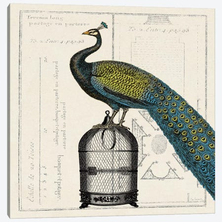 Peacock Birdcage II  Canvas Print #WAC1844} by Sue Schlabach Canvas Wall Art