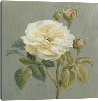 Heirloom White Rose Canvas Art Print - Cool Colors