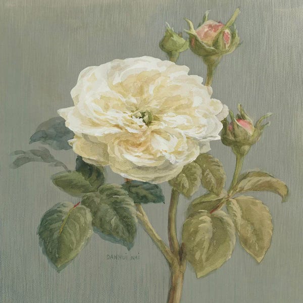 Danhui Nai: Heirloom White Rose by Danhui Nai