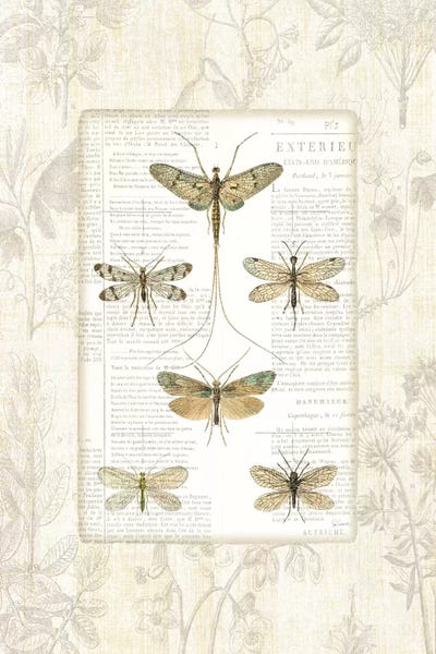 Sue Schlabach: Dragonfly Botanical  by Sue Schlabach