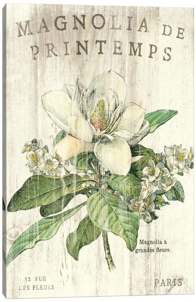Magnolia de Printemps  Canvas Art Print - Modern Farmhouse Décor