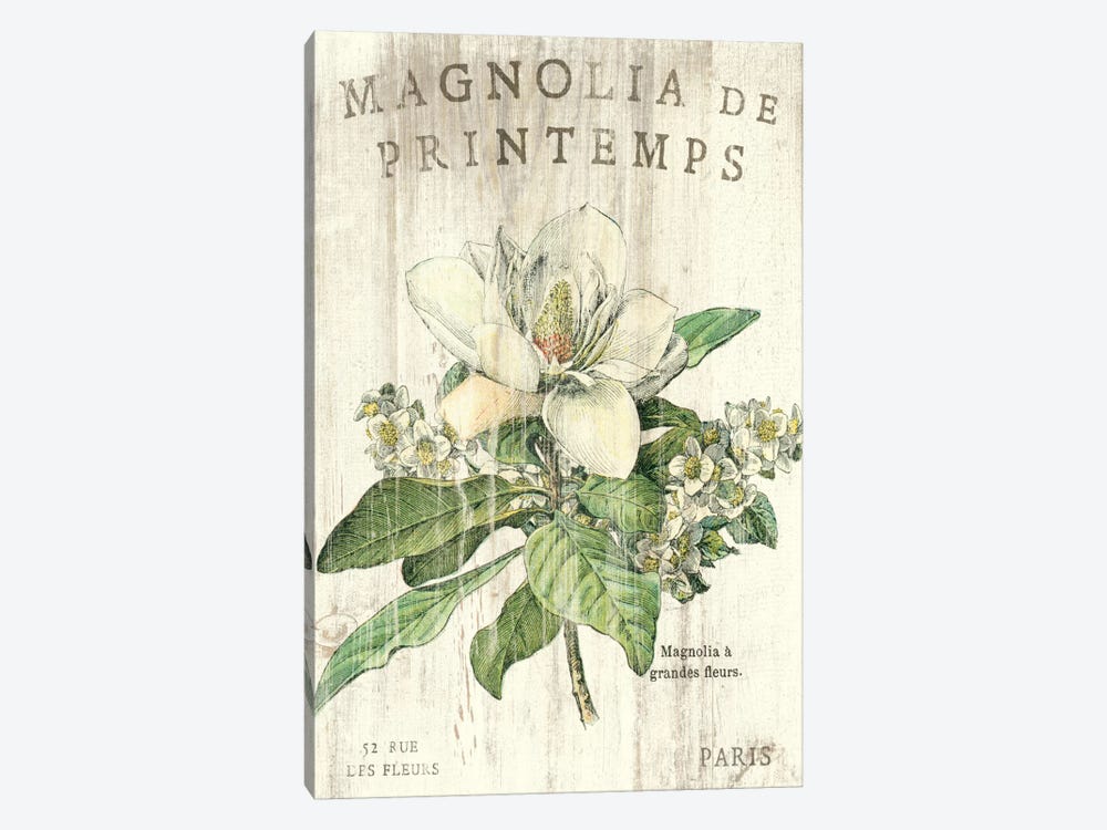 Magnolia de Printemps  by Sue Schlabach 1-piece Canvas Print