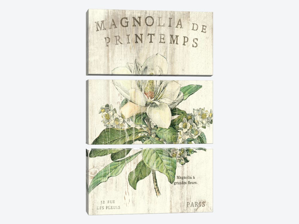 Magnolia de Printemps  by Sue Schlabach 3-piece Canvas Print