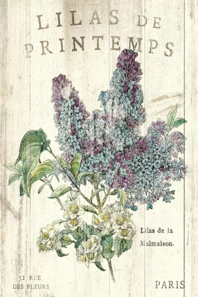 Lilacs: Lilas de Printemps  by Sue Schlabach