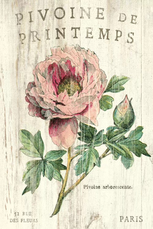 Pivoine de Printemps 