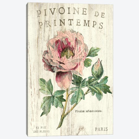 Pivoine de Printemps  Canvas Print #WAC1869} by Sue Schlabach Art Print