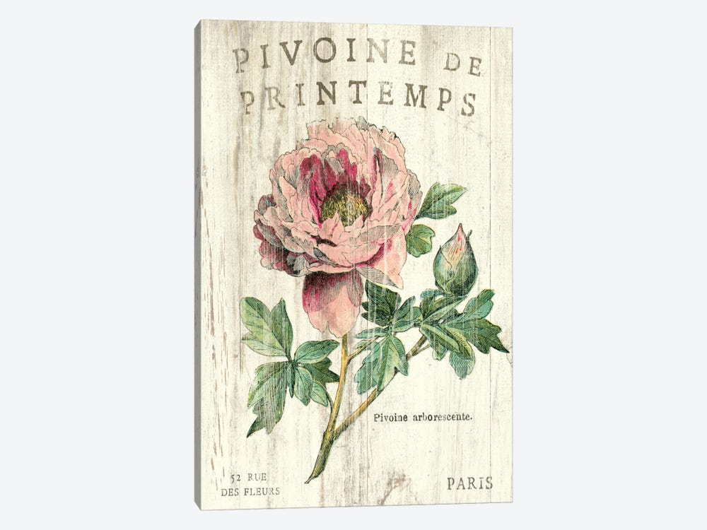 Pivoine de Printemps  by Sue Schlabach 1-piece Canvas Art