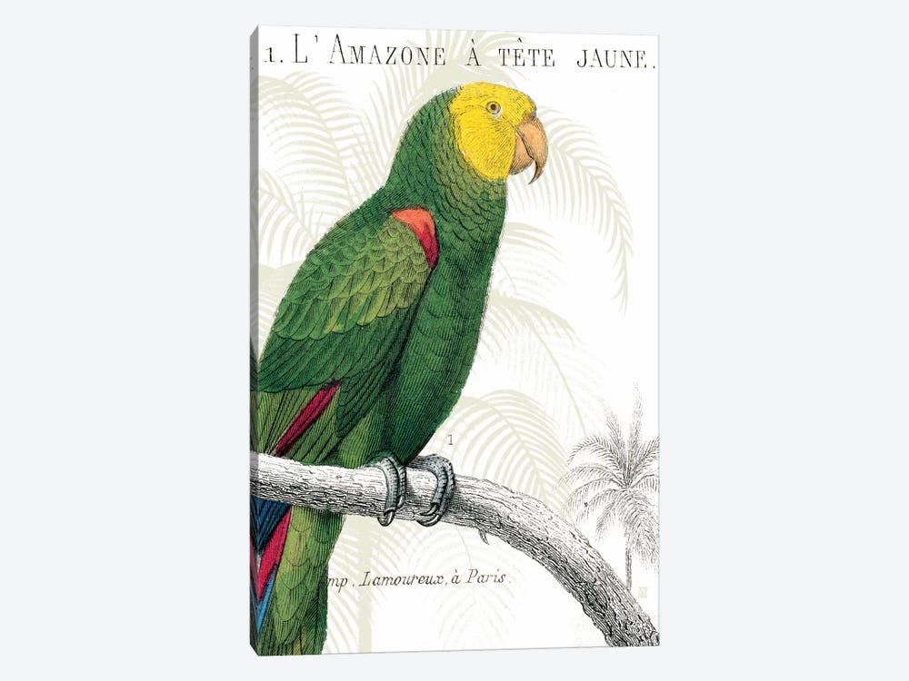 Parrot Botanique I by Wild Apple Portfolio 1-piece Canvas Artwork