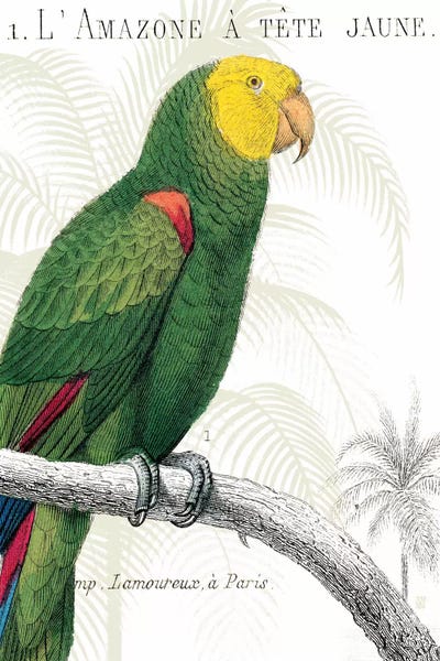 Parrots: Parrot Botanique I by Wild Apple Portfolio