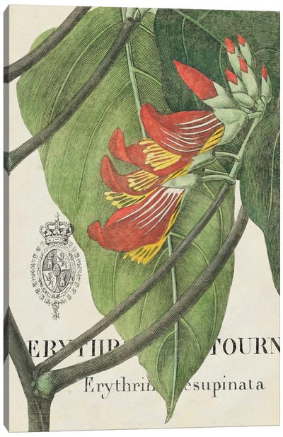 Botanique Tropicale I Canvas Art Print - Tropical Leaf Art