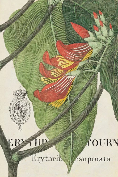 Botanique Tropicale I by Wild Apple Portfolio wall art