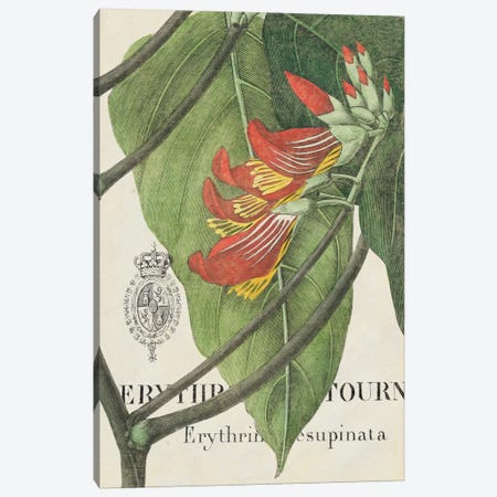 Botanique Tropicale I Canvas Print #WAC1904} by Wild Apple Portfolio Canvas Art Print