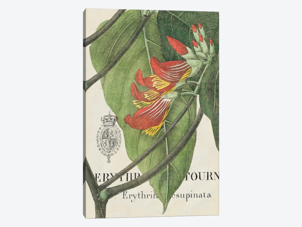 Botanique Tropicale I by Wild Apple Portfolio 1-piece Canvas Artwork
