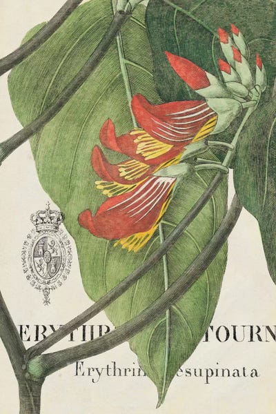 Wild Apple Portfolio: Botanique Tropicale I by Wild Apple Portfolio