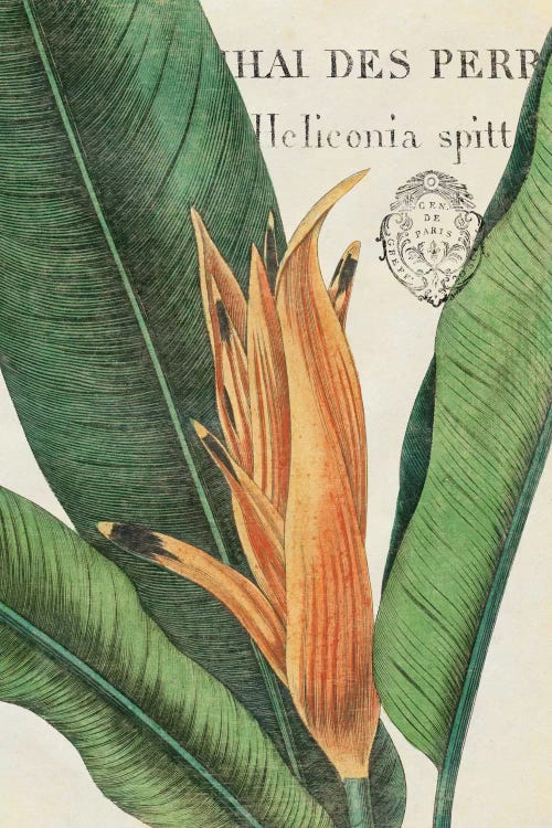 Botanique Tropicale II by Wild Apple Portfolio wall art