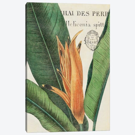 Botanique Tropicale II Canvas Print #WAC1905} by Wild Apple Portfolio Canvas Art Print