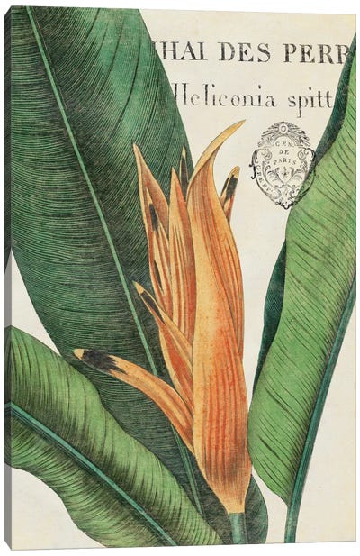 Botanique Tropicale II Canvas Art Print - Bird of Paradise Art