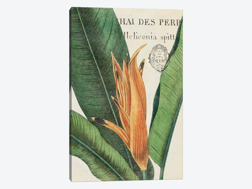Botanique Tropicale II by Wild Apple Portfolio 1-piece Art Print