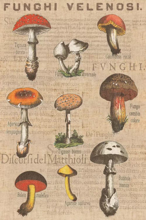 Funghi Velenosi I by Wild Apple Portfolio wall art