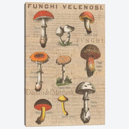 Funghi Velenosi I Canvas Print #WAC1971} by Wild Apple Portfolio Art Print